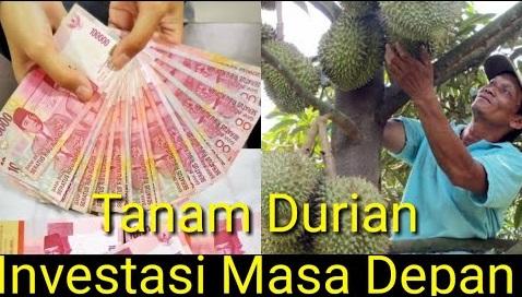 investasi tanah bonus durian